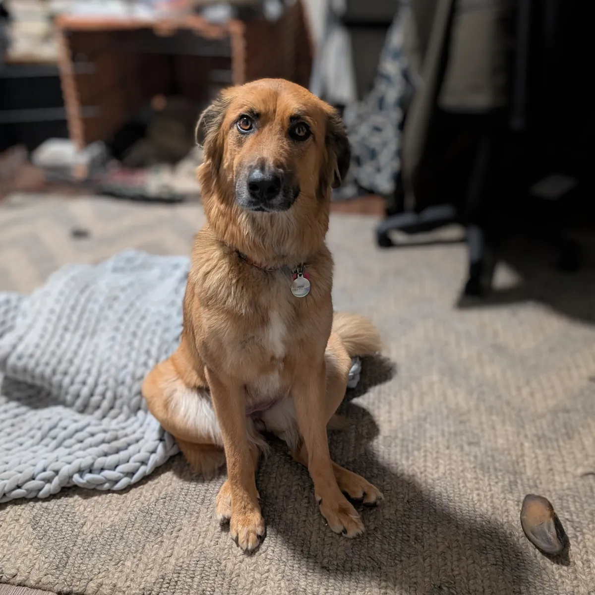 A large brown and black dog sitting on a rug and looking at the camera