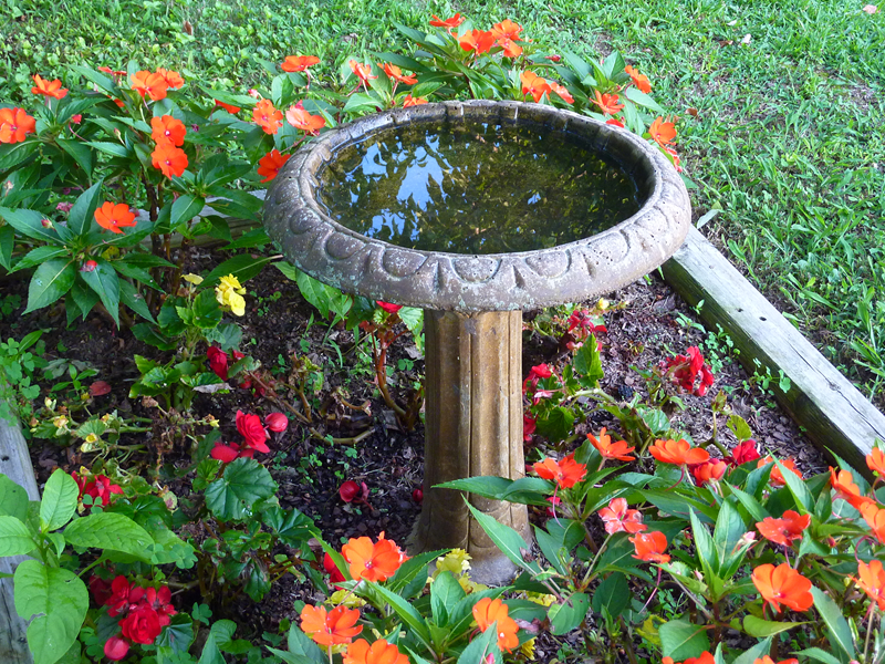 Bird Bath