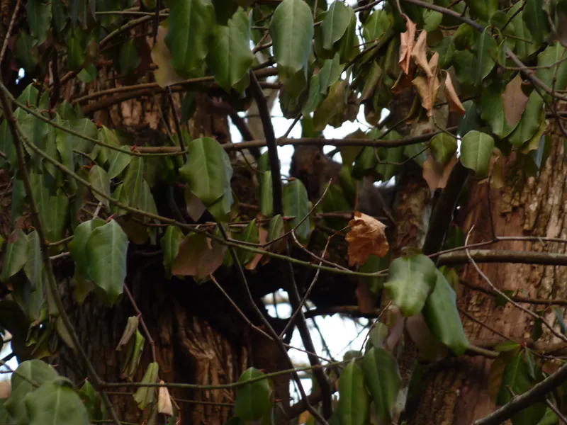 A squirrel in foliage