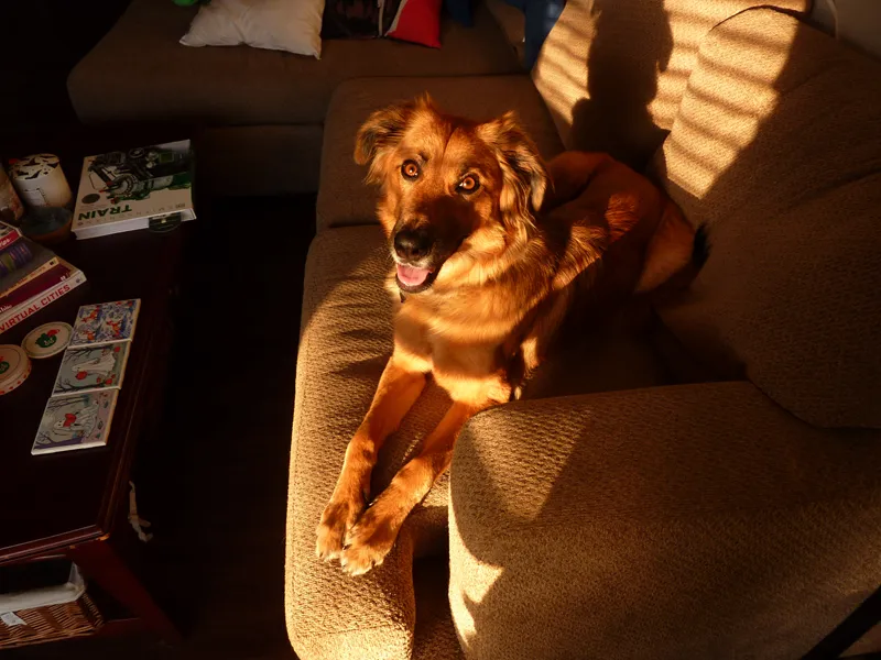 photo of a brown and black mixed-breed dog lying on a couch looking happy