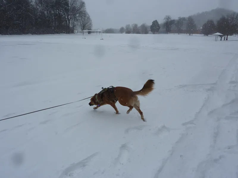 snow dog 1