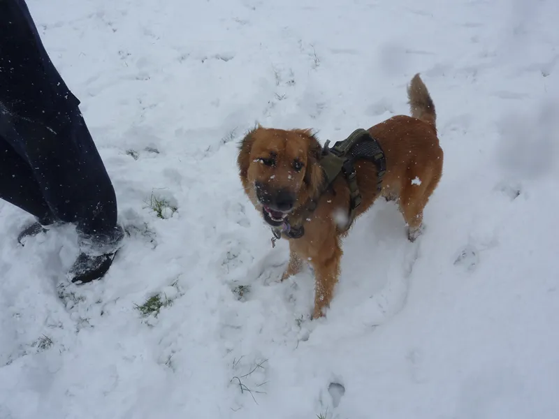 snow dog 2