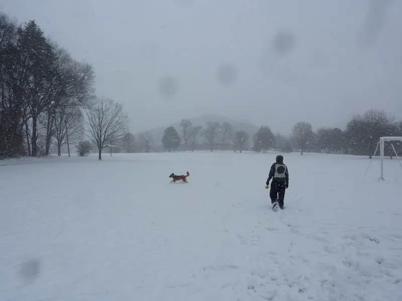 snow dog 3