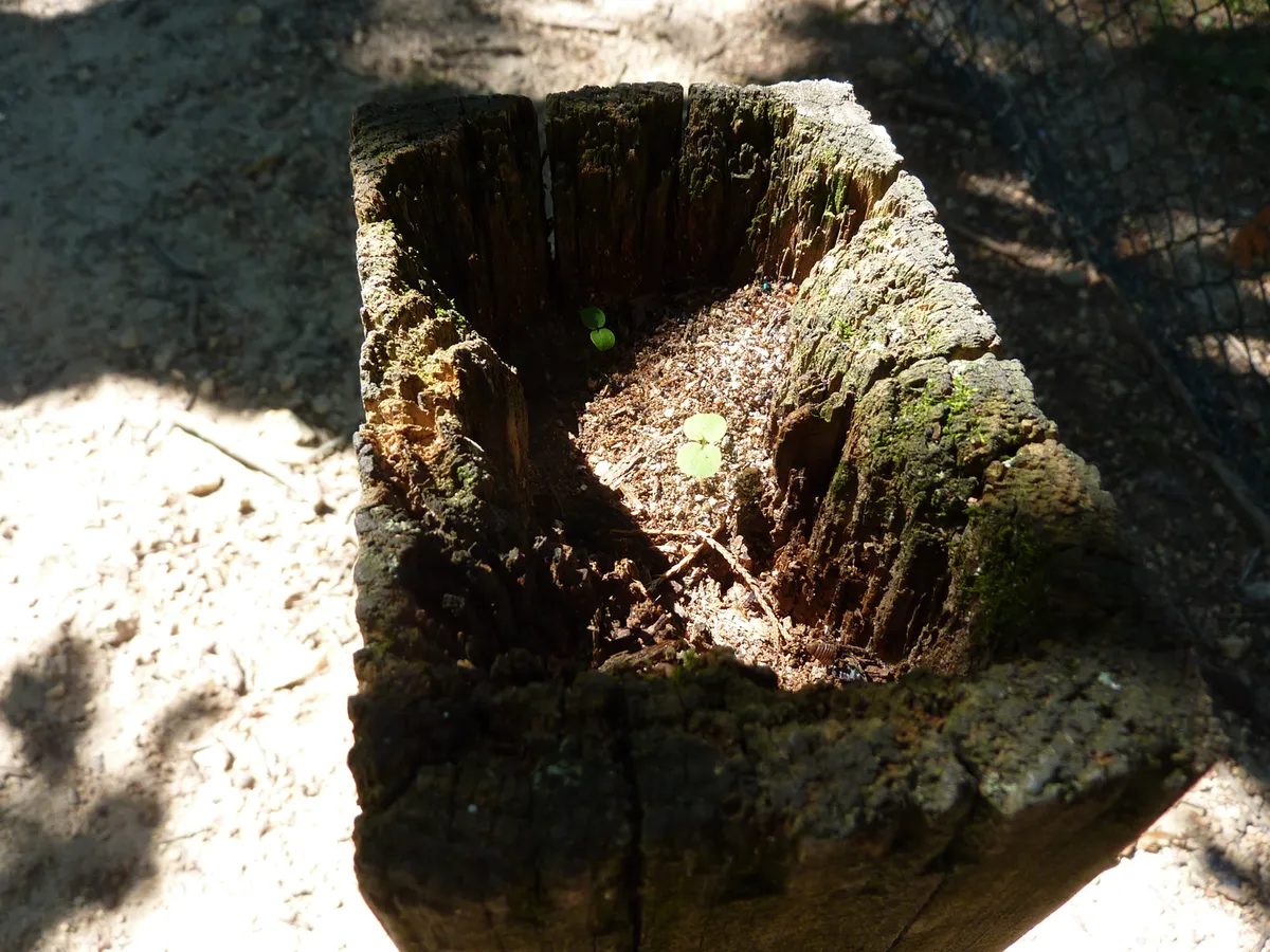 life finds a way