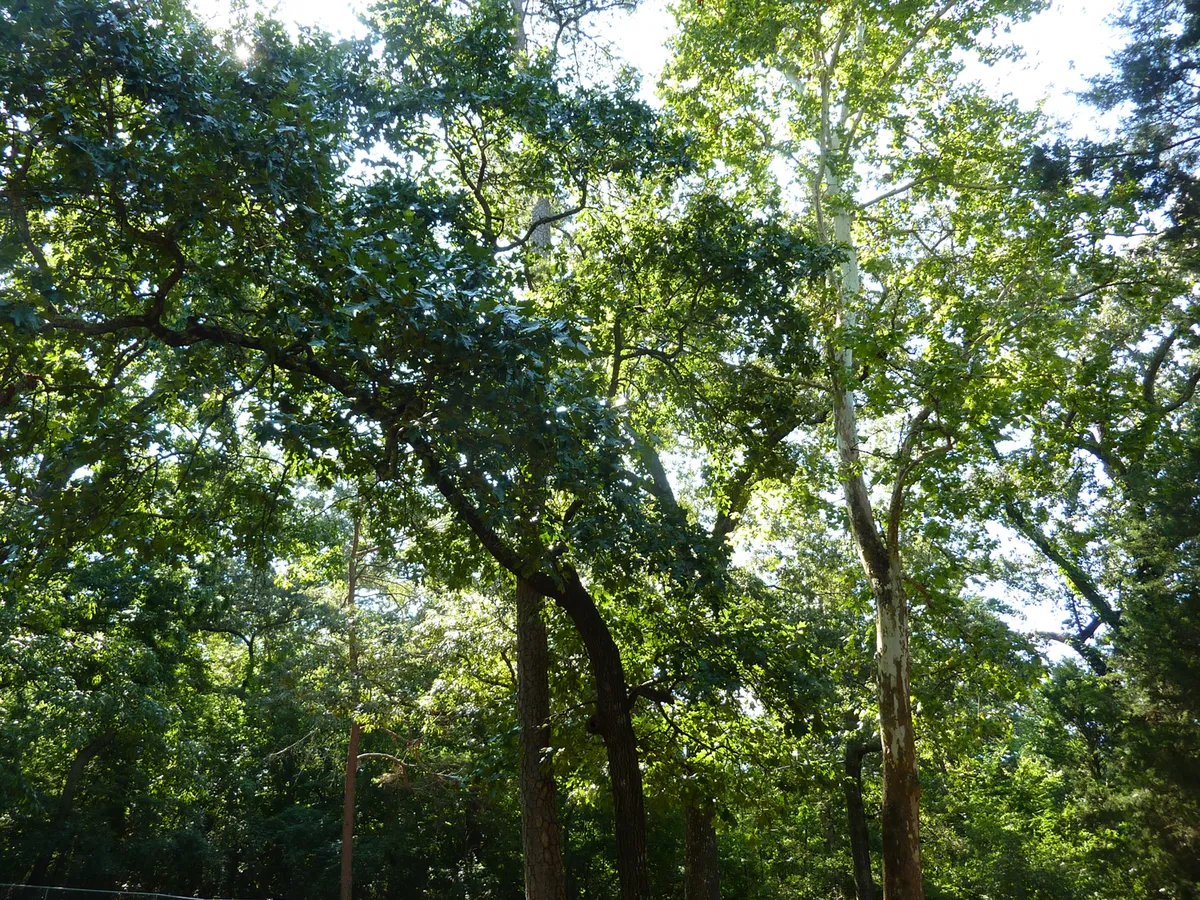 trees