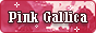 Pink Gallica button