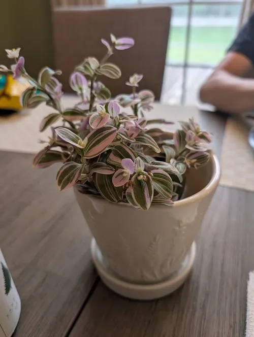 Wandering Dude plant