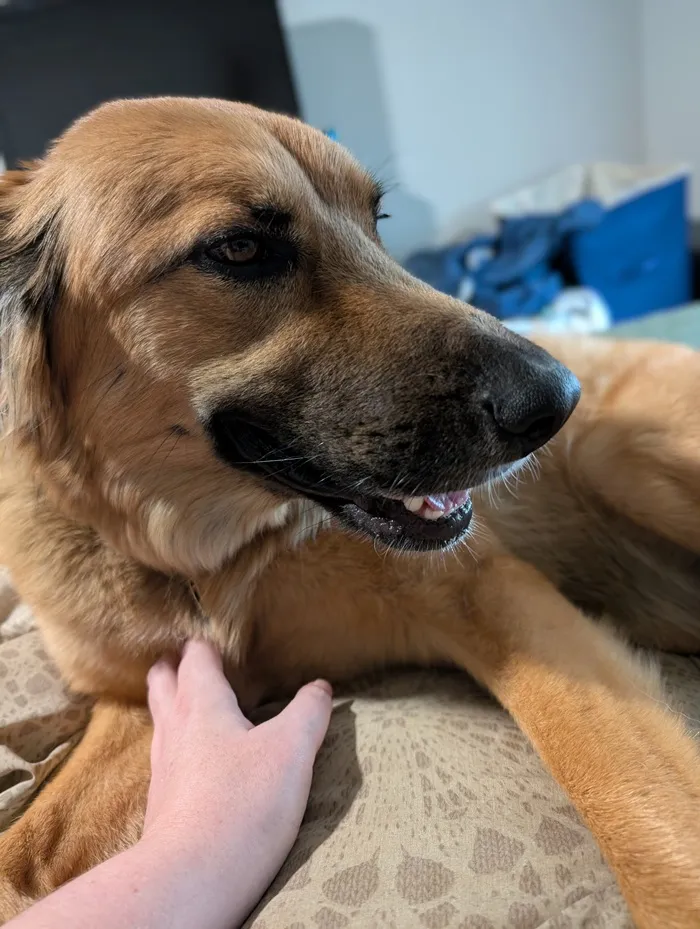 a close-up photo of Ranni, a German Shepherd mix dog
