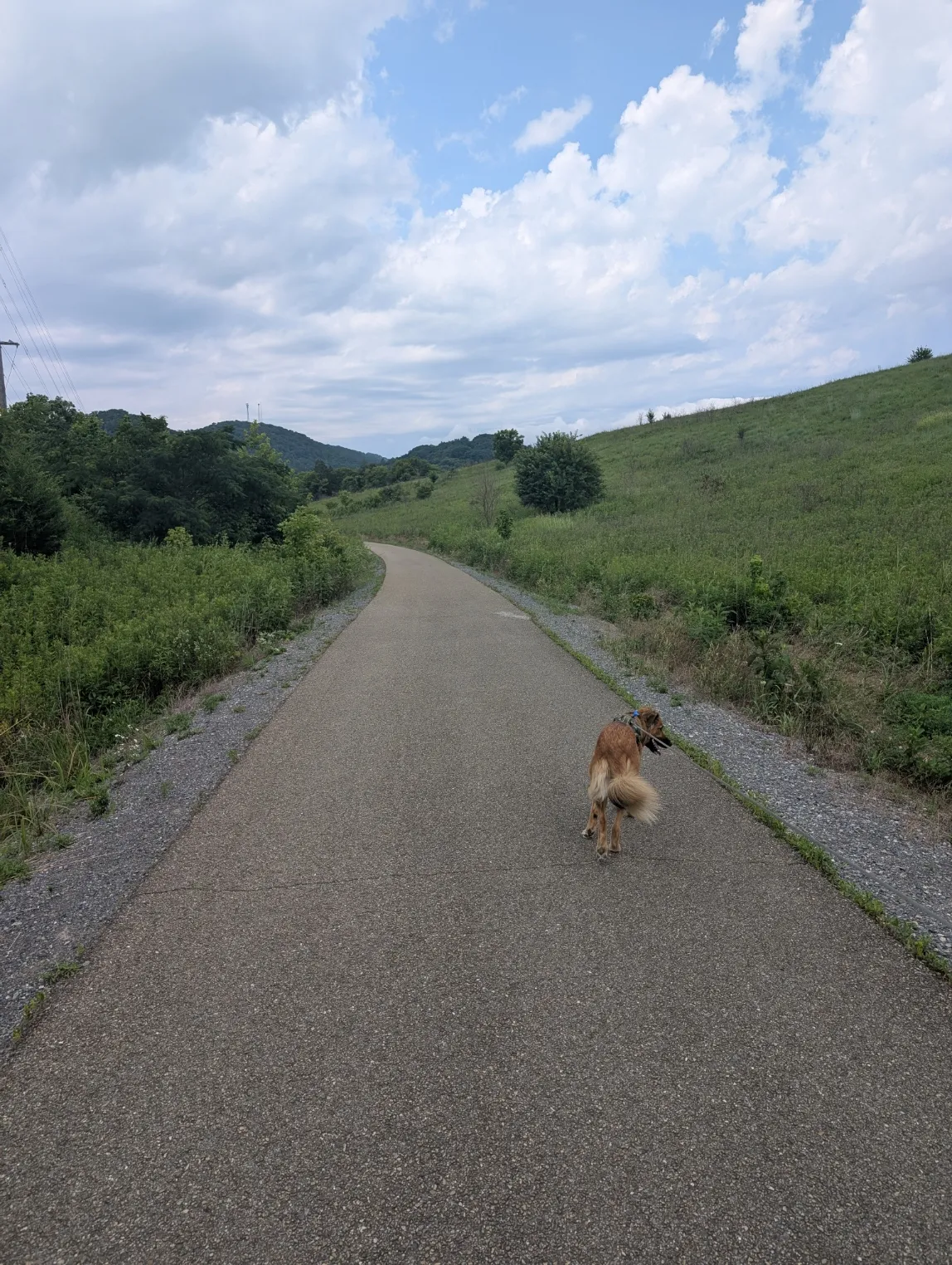 Ranni the dog walking along a trail