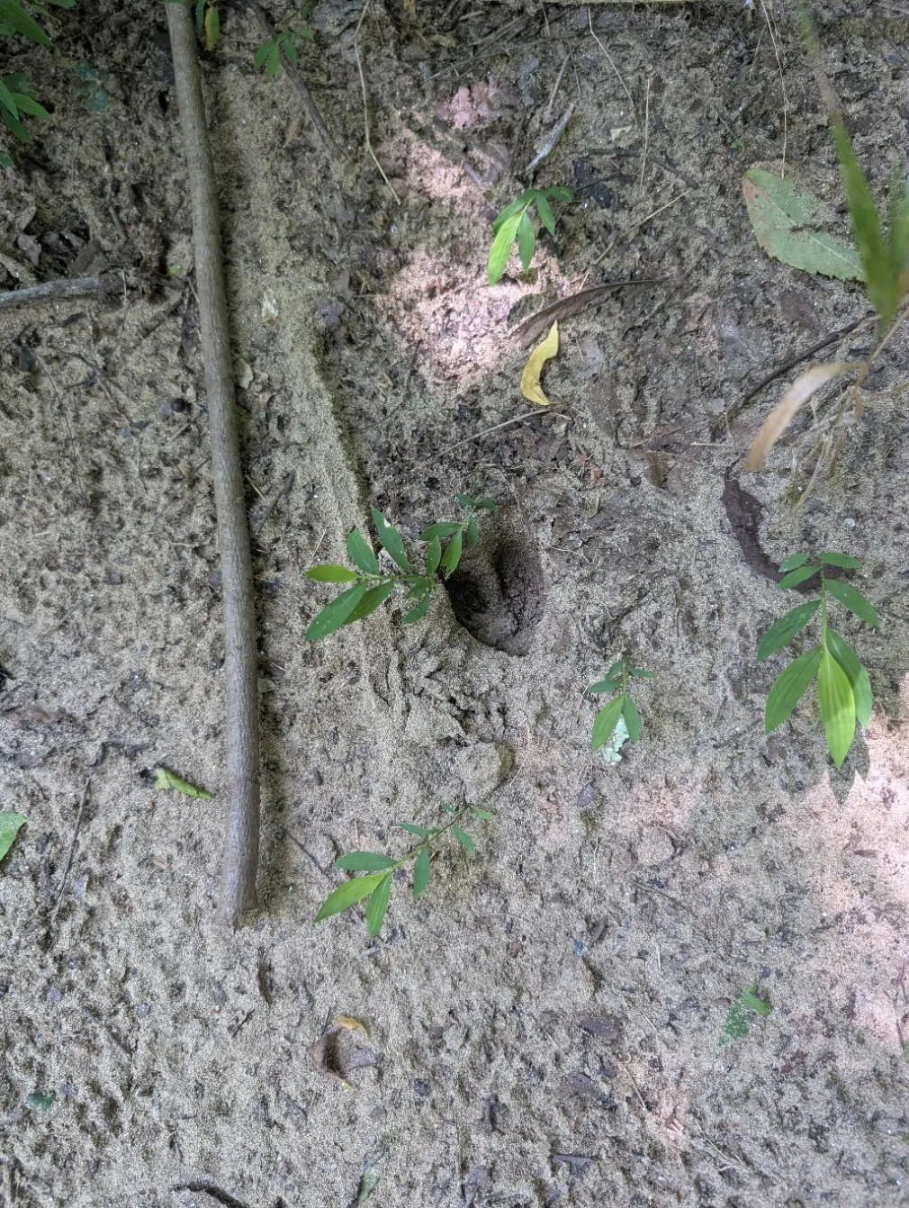 a hoof print in the dirt trail