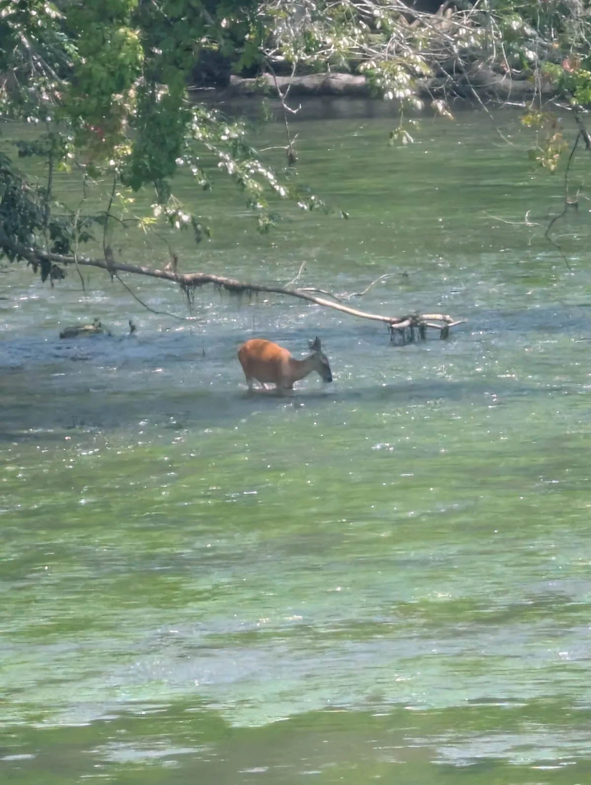 a deer wading in the river