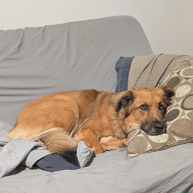 Ranni lying on a futon with pillows