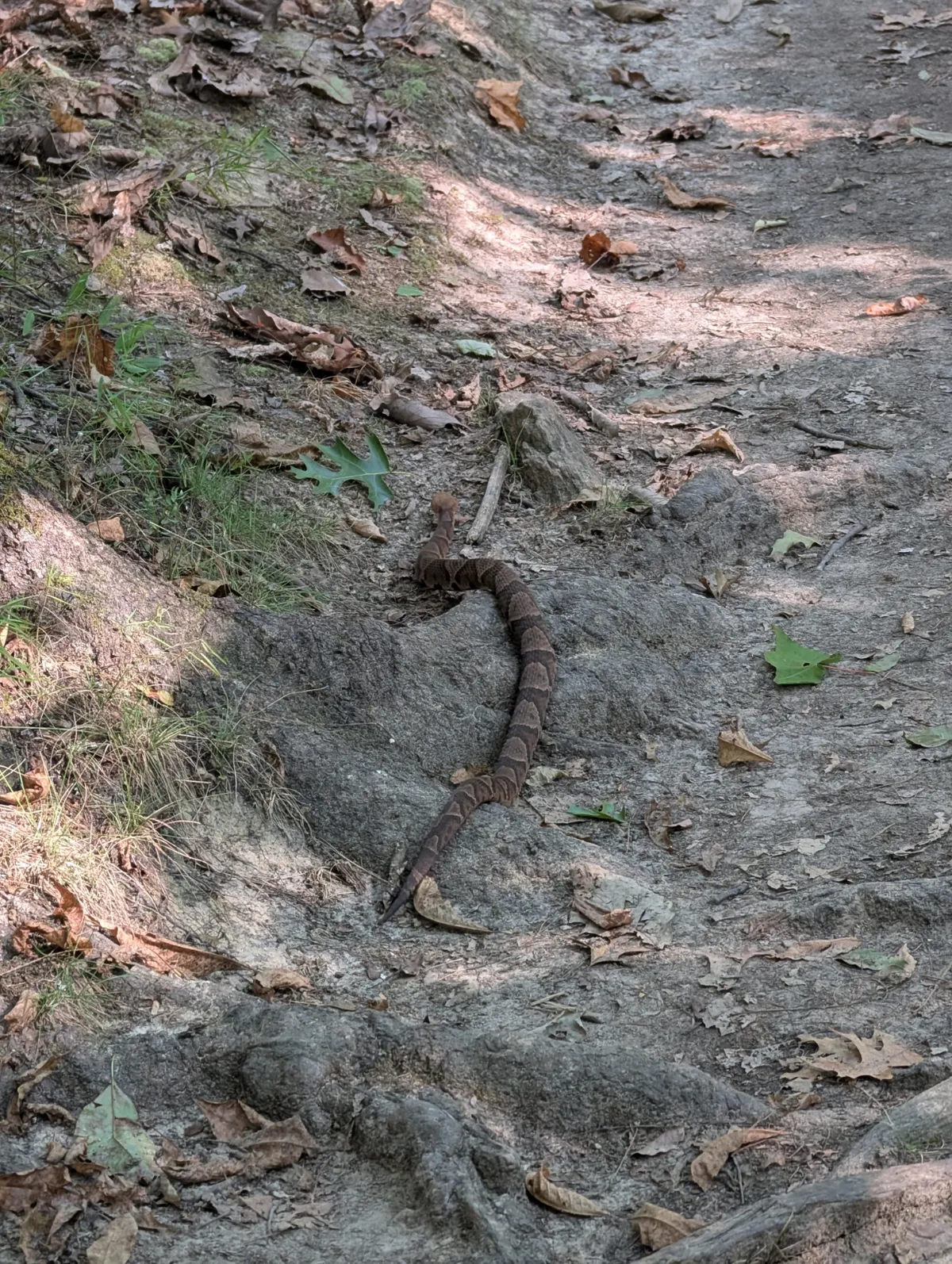 a copperhead snake on the trail