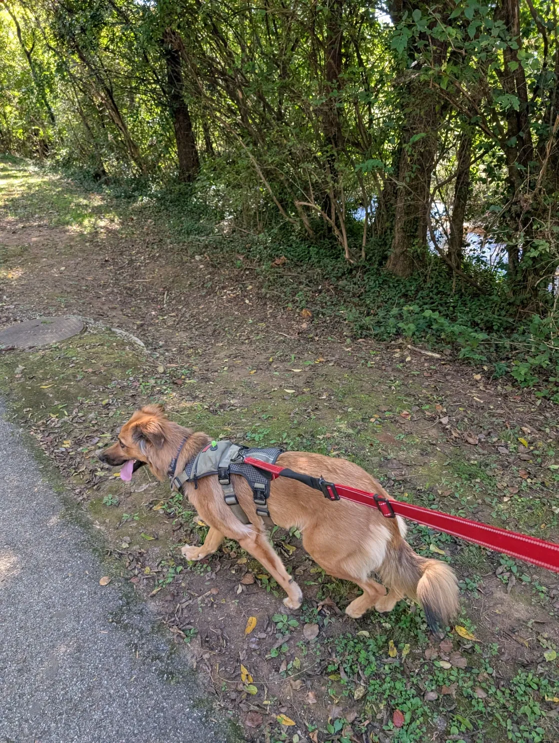 Ranni on the path
