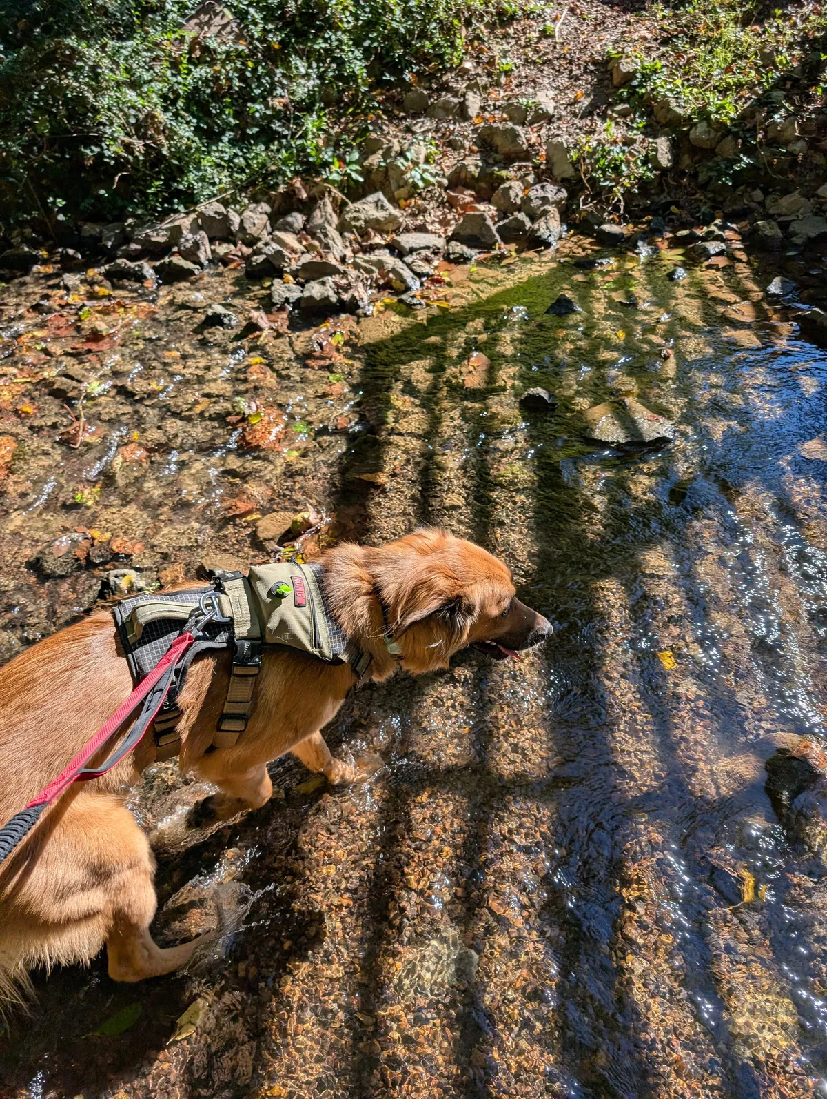 Ranni in a creek again