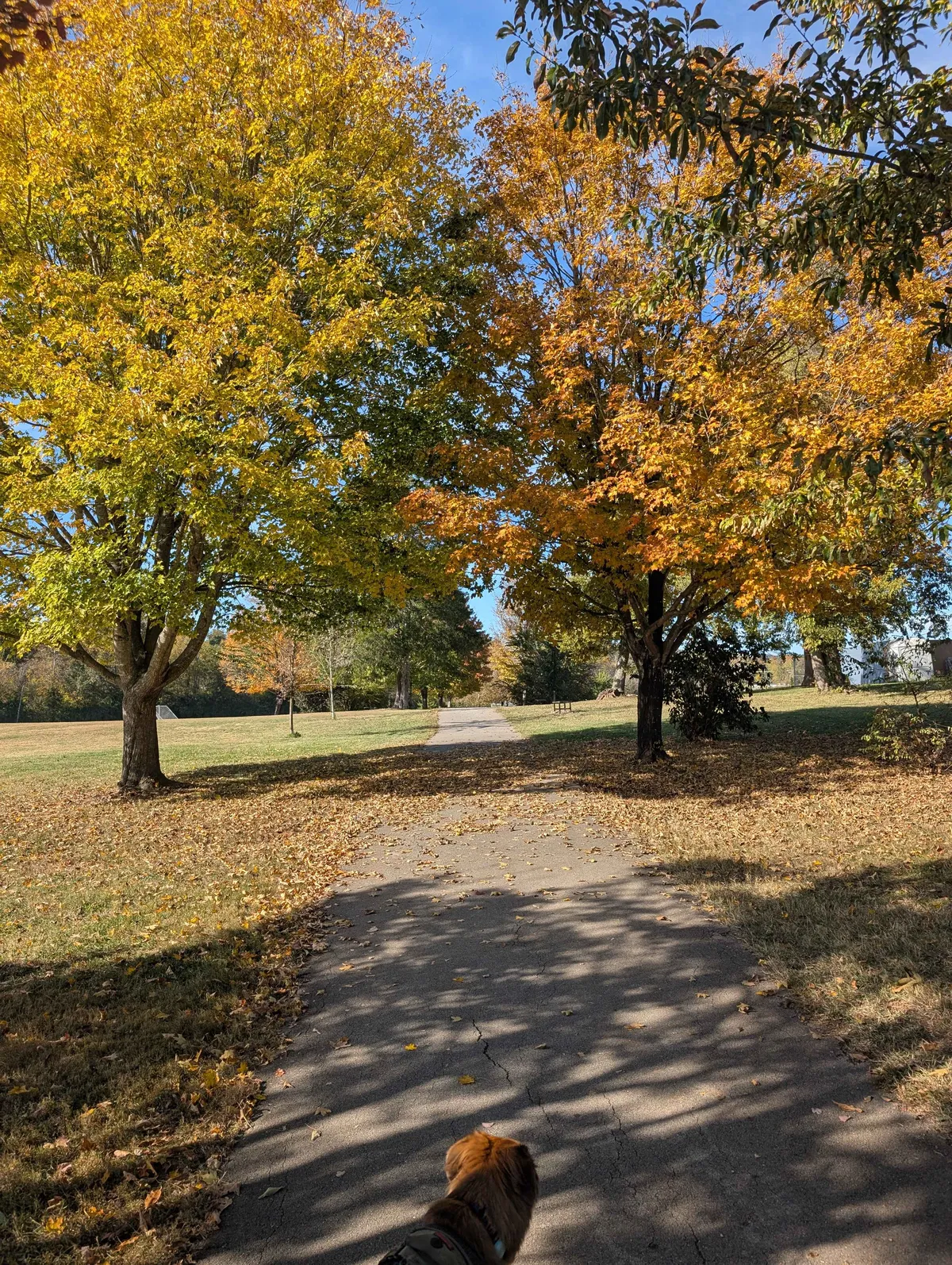 walking with Ranni and autumn foliage