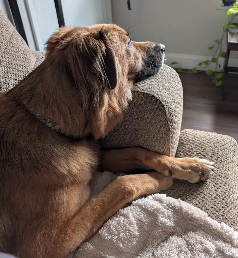 Ranni on the couch looking out the window
