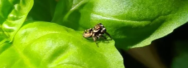 eppi-spider
