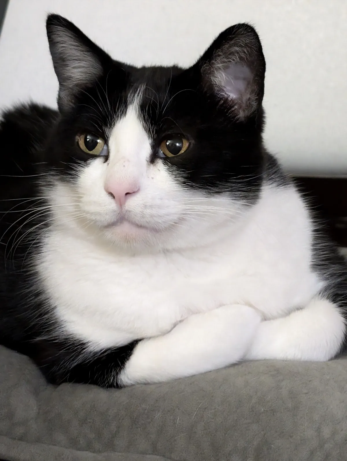 tuxedo cat Tee Pee with his paws crossed