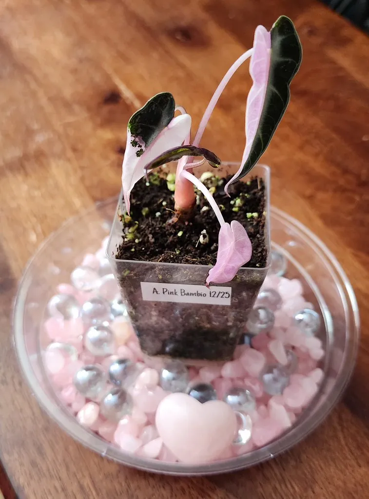 Alocasia Pink Bambino