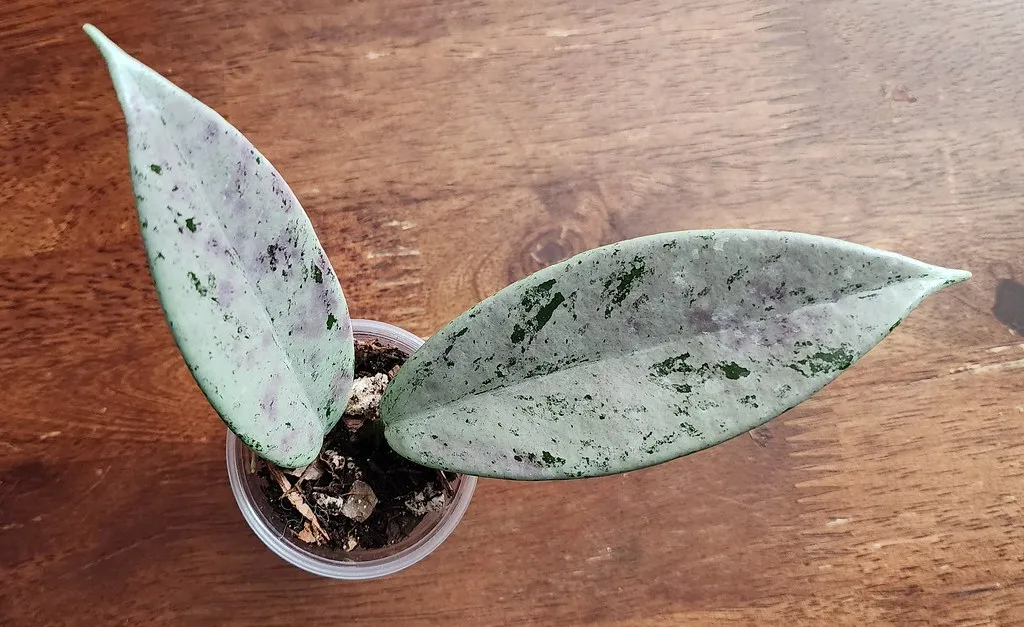 Hoya Pink Silver Ghost