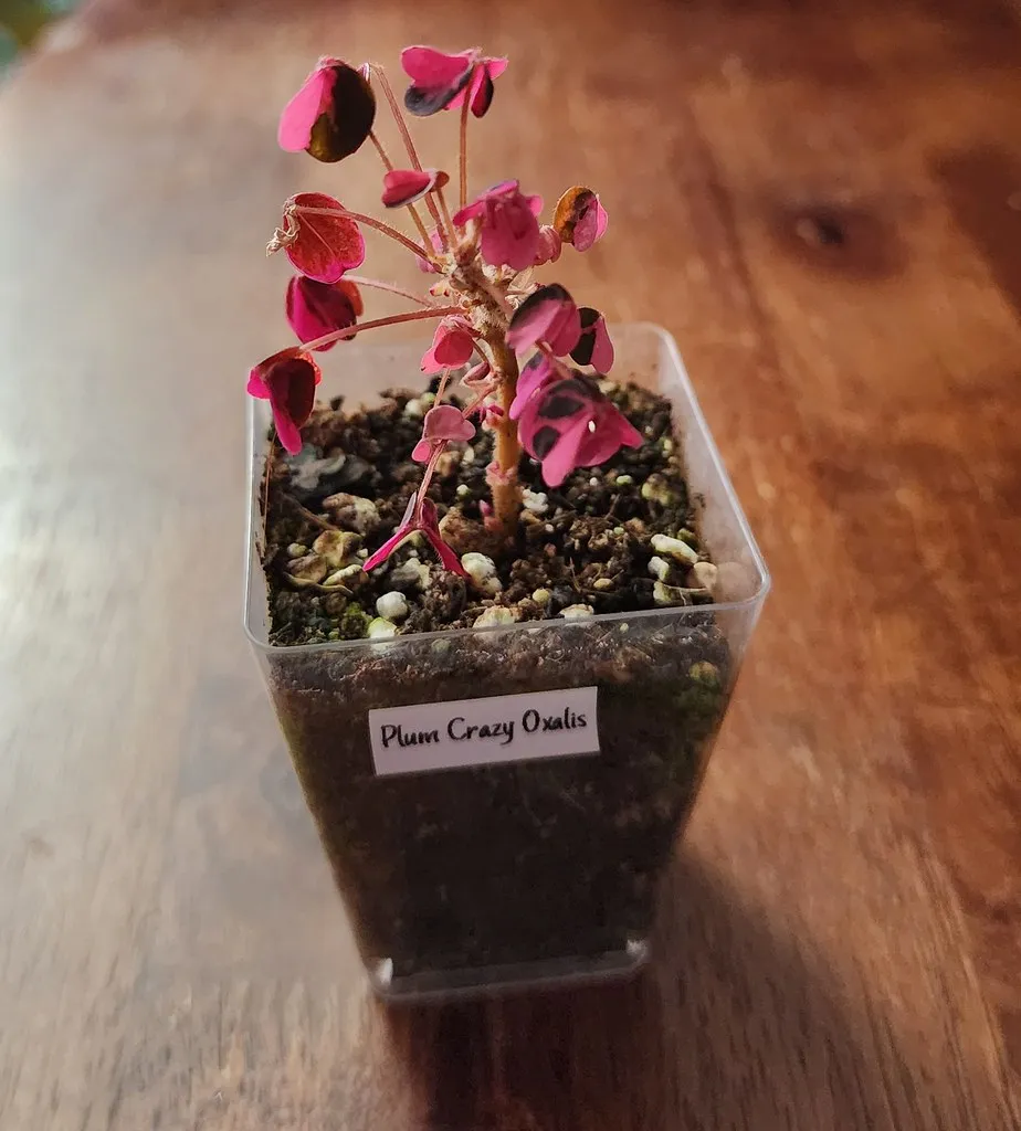 Plum Crazy Oxalis