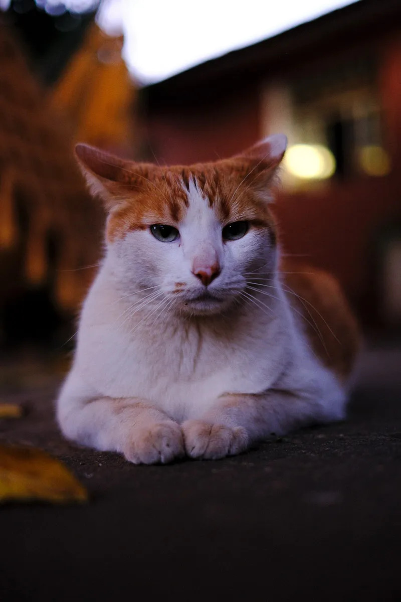 teodorico3