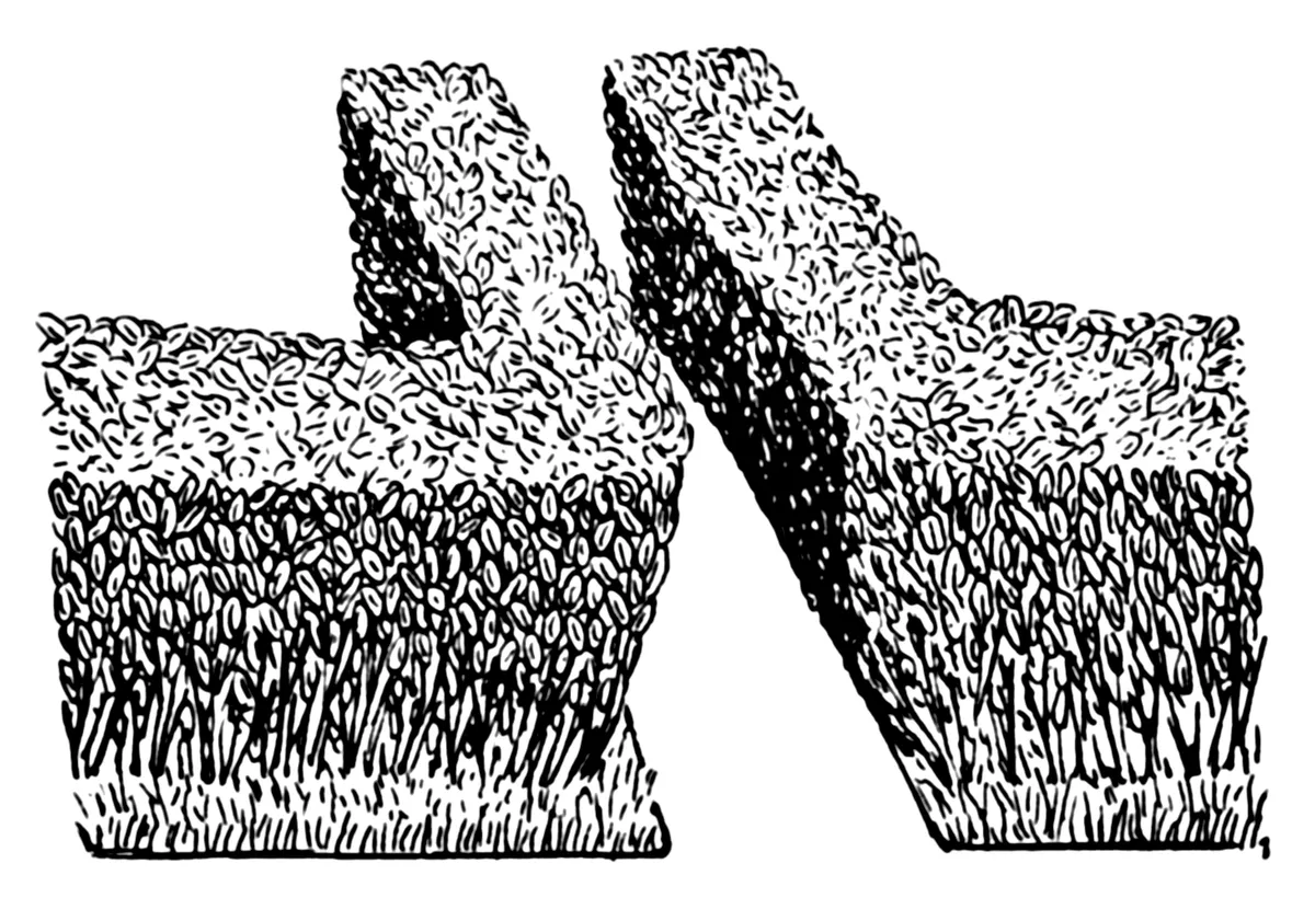 A simple line drawing of a hedge