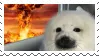 seal fire