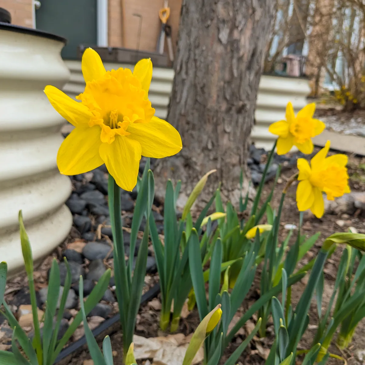 Three fully-bloomed daffodils in the front garden