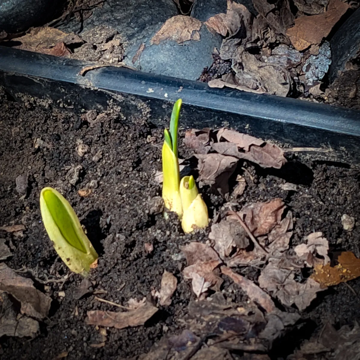 Sprouting daffodil bulbs in the garden.
