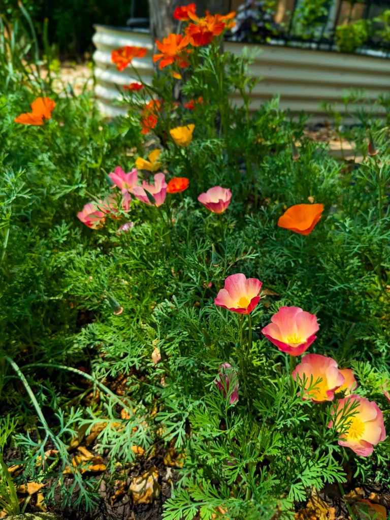 Brightly colored poppies in the garden.