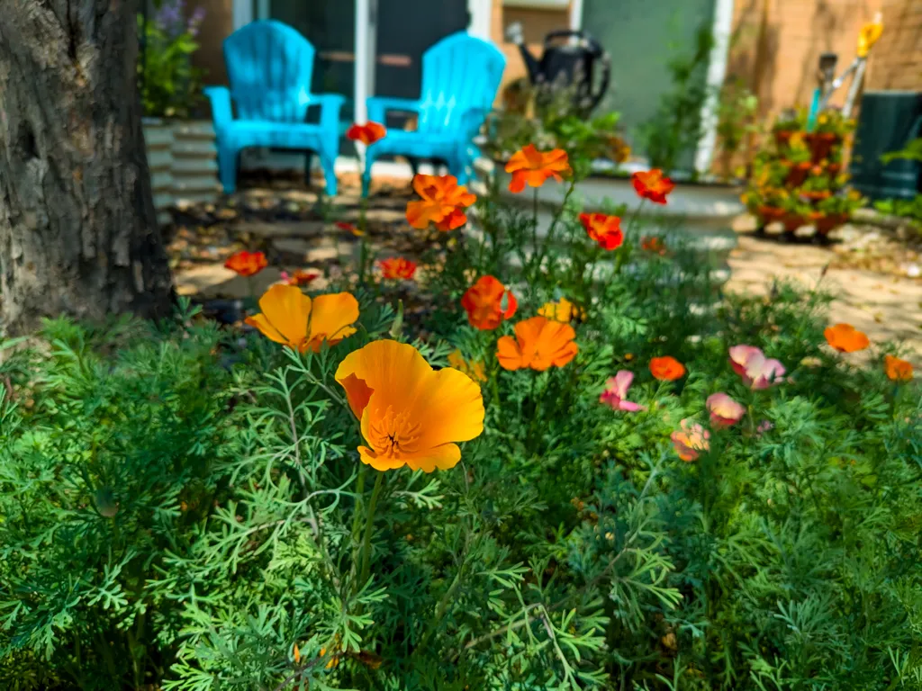Poppies with a view of a small raised bed garden in the background