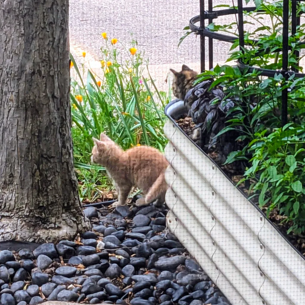 Two stray kittens in the garden.