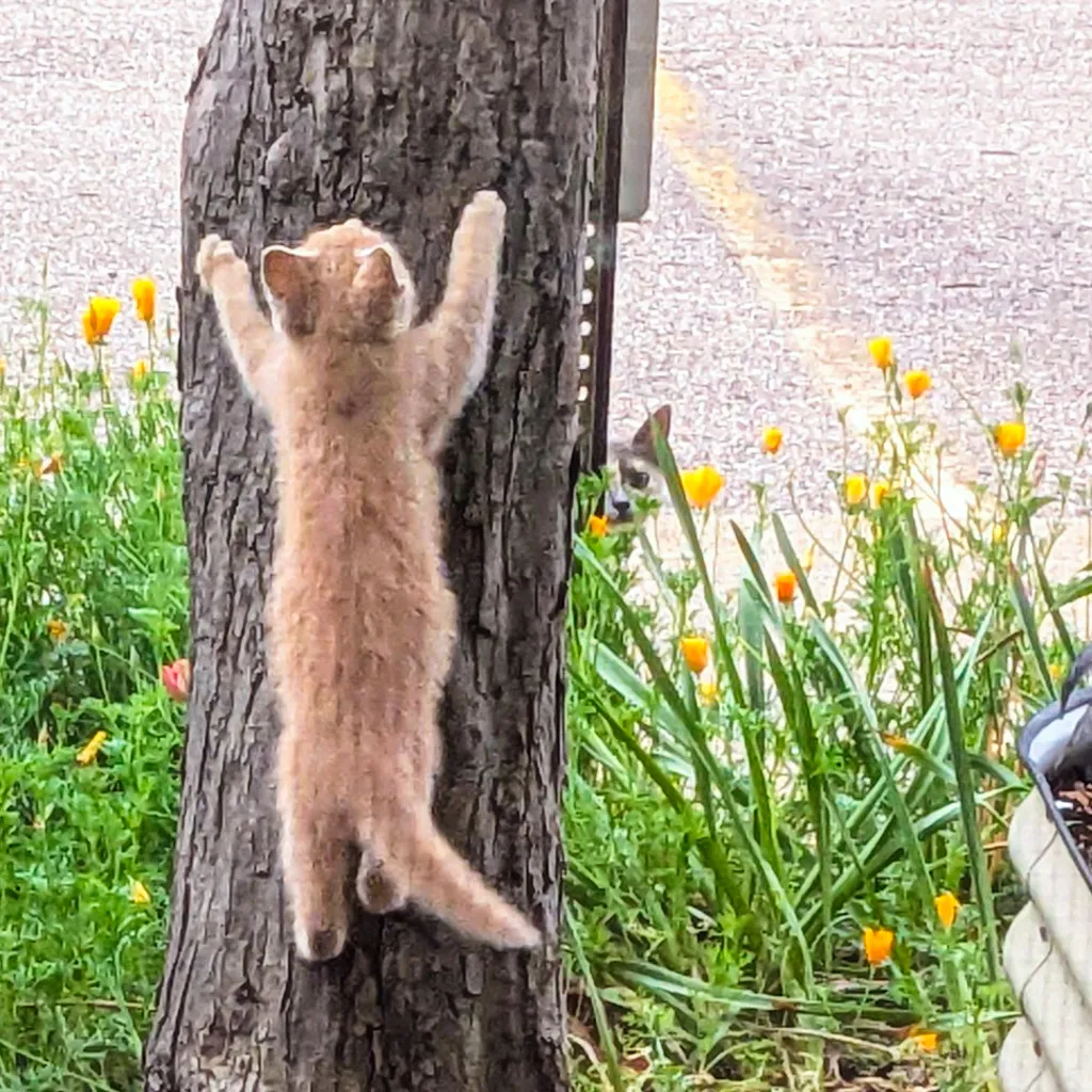 A stray kitten climbing a tree while its mama peeks out from behind the tree.