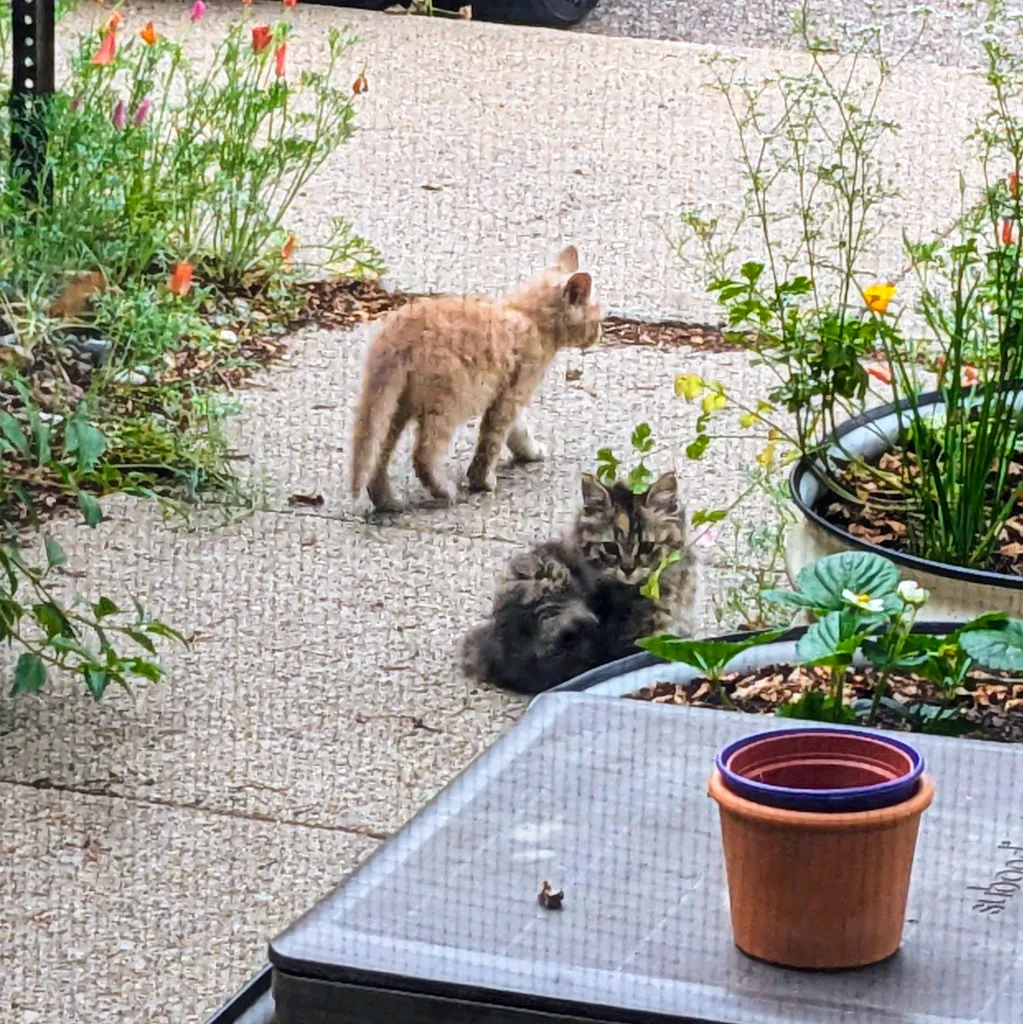 Two stray kittens sitting on the sidewalk.