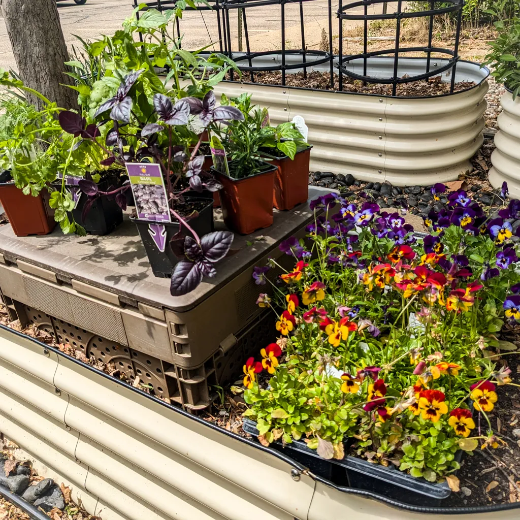 Herbs and violas waiting to be planted in a small raised bed patio garden.