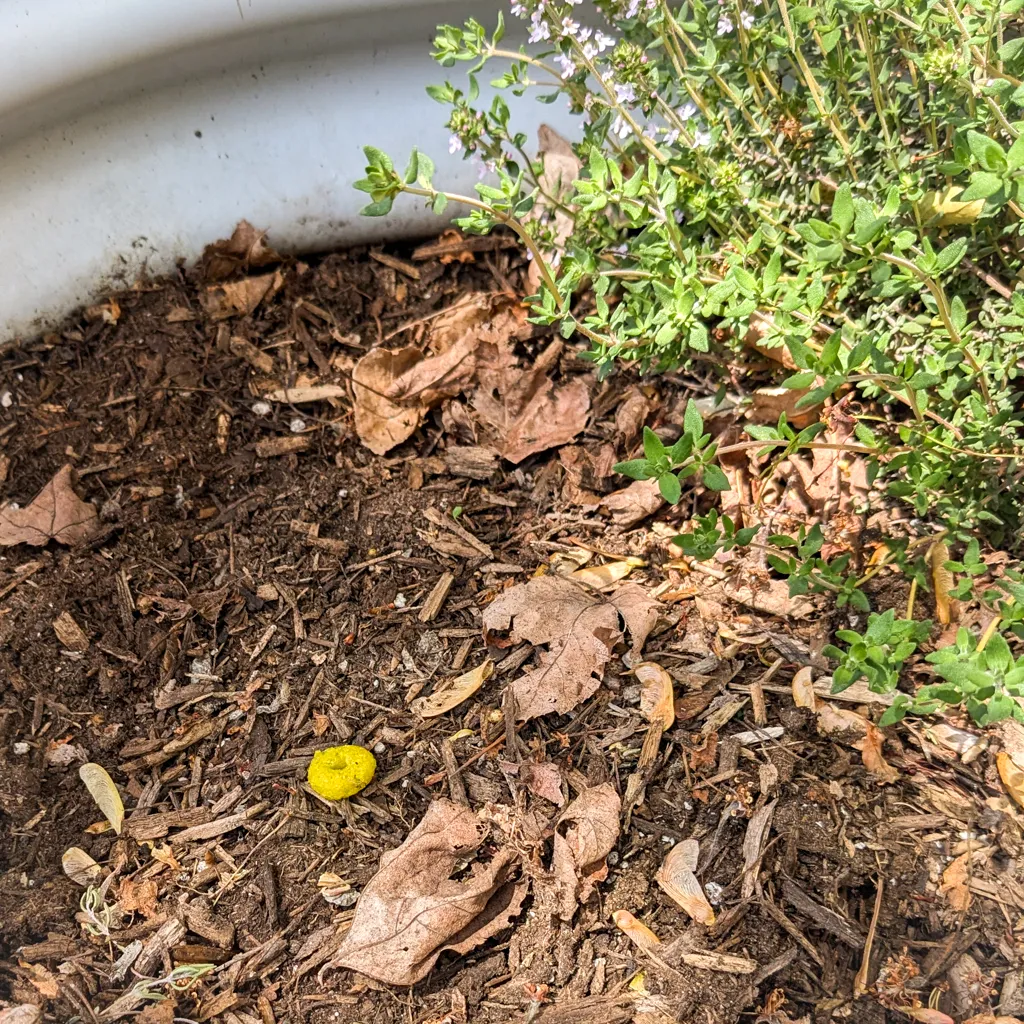 A single green Froot Loop next to a thyme plant.