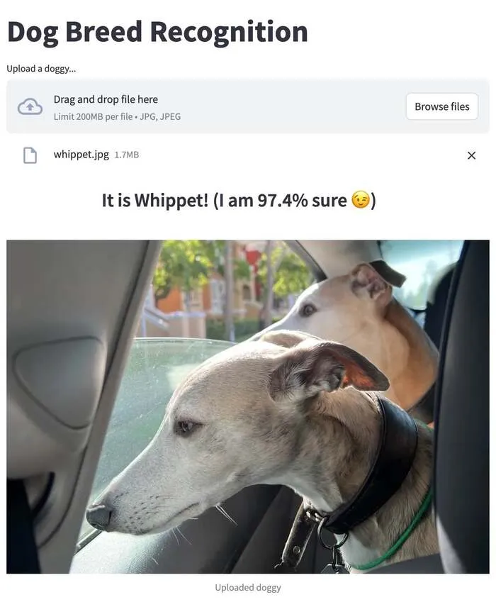streamlit_cv_dogs_700px