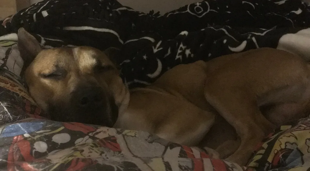 Floki sleeping all relaxed on the blankets