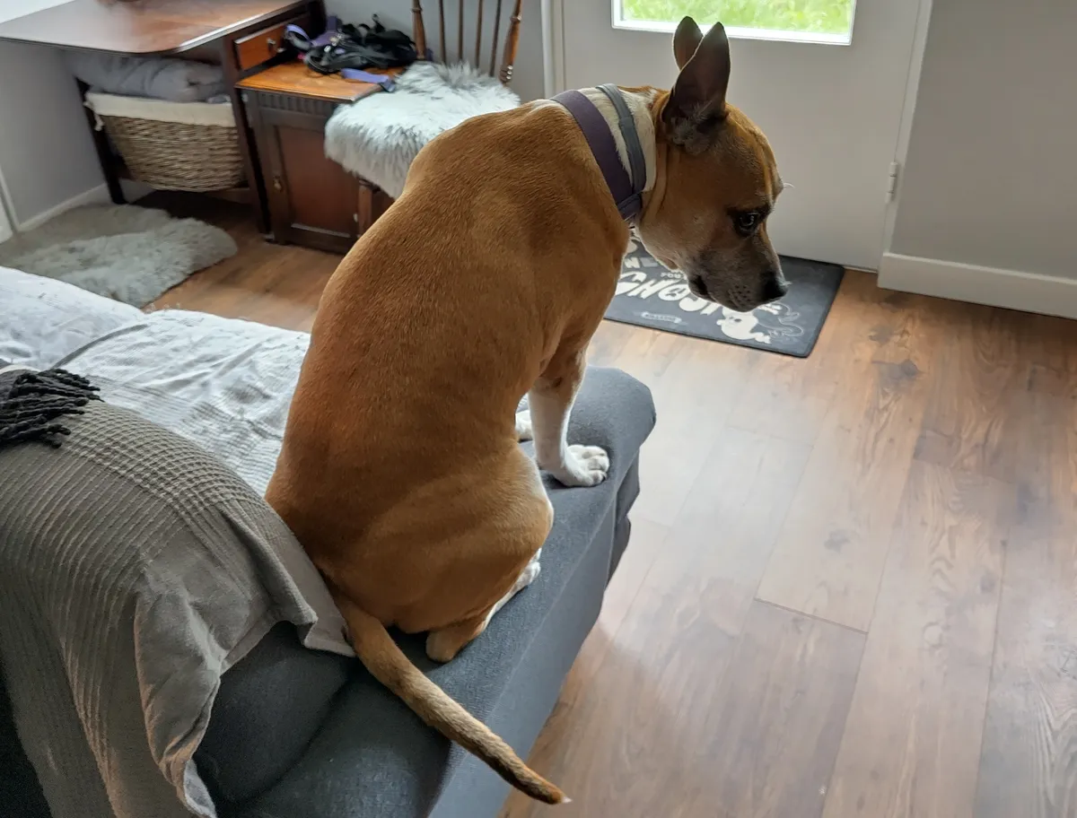 Floki sitting on a sofa's armrest while slightly looking back towards me