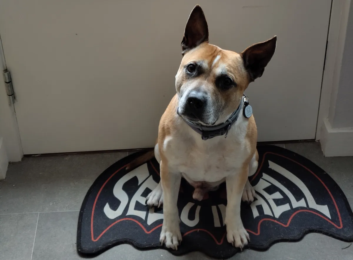 Floki pup sitting on a black, white and red bat-shaped mat which says 'see you in hell' in front of the white kitchen door