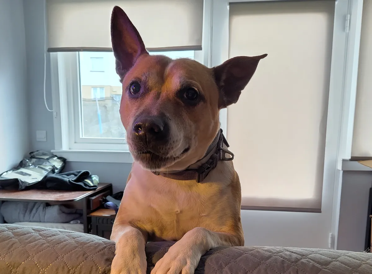 Floki standing on the sofa with his paws on the back and his hear peeking up