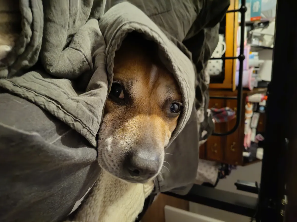picture of Floki resting on Kit in bed