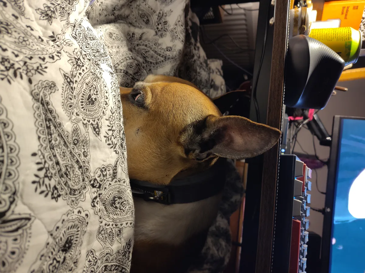 Floki cuddling in bed head buried in the covers one eye open side eyeing me