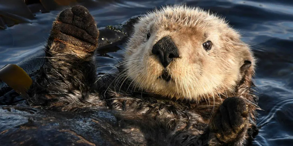 18-10-28_0002-sea-otter-BB-web2