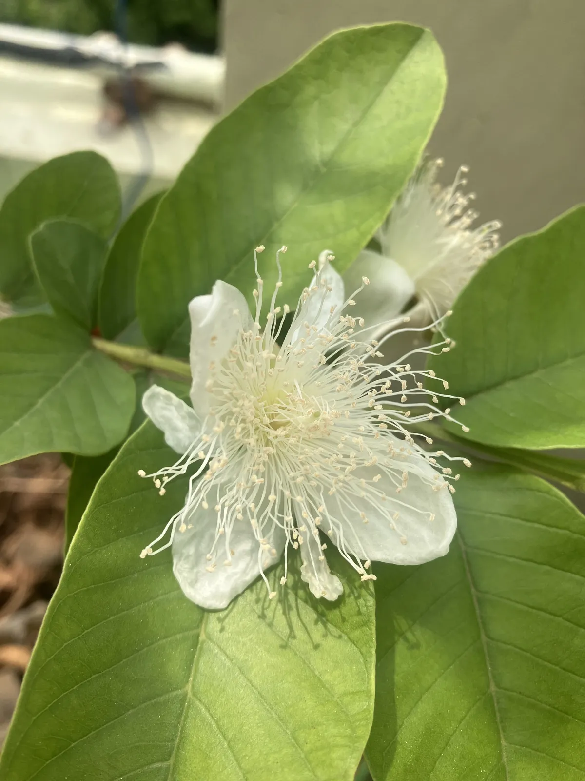 A guava flower