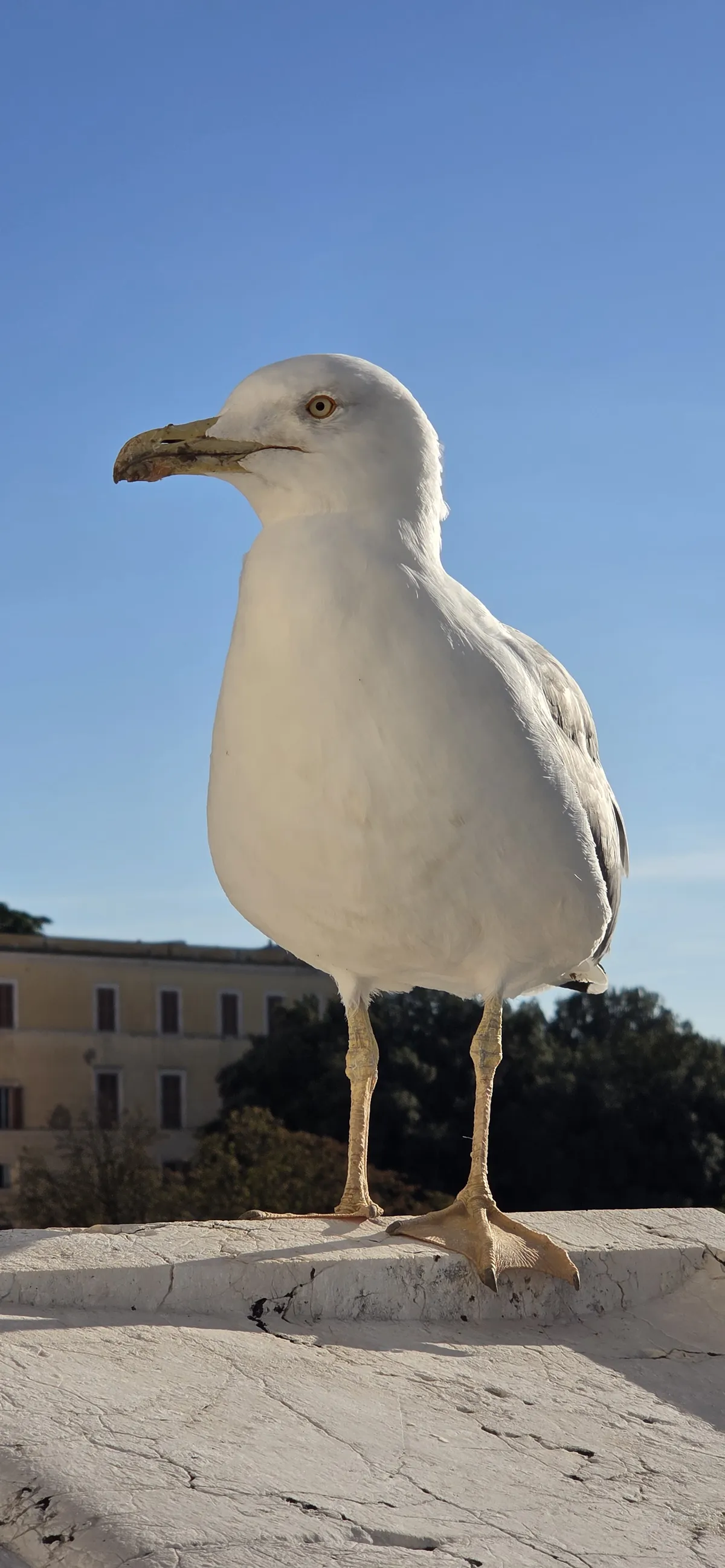 mario the seagull
