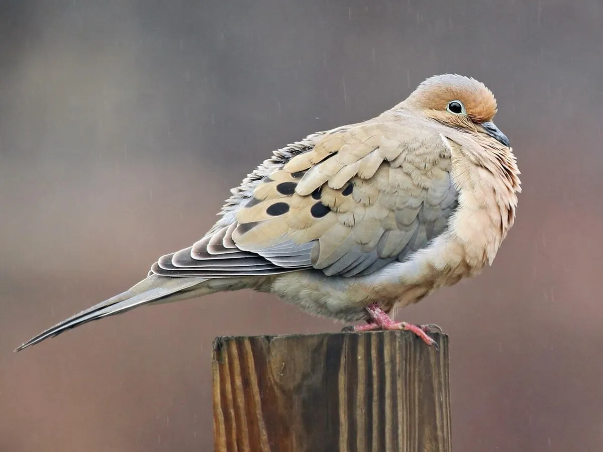 mourning-dove