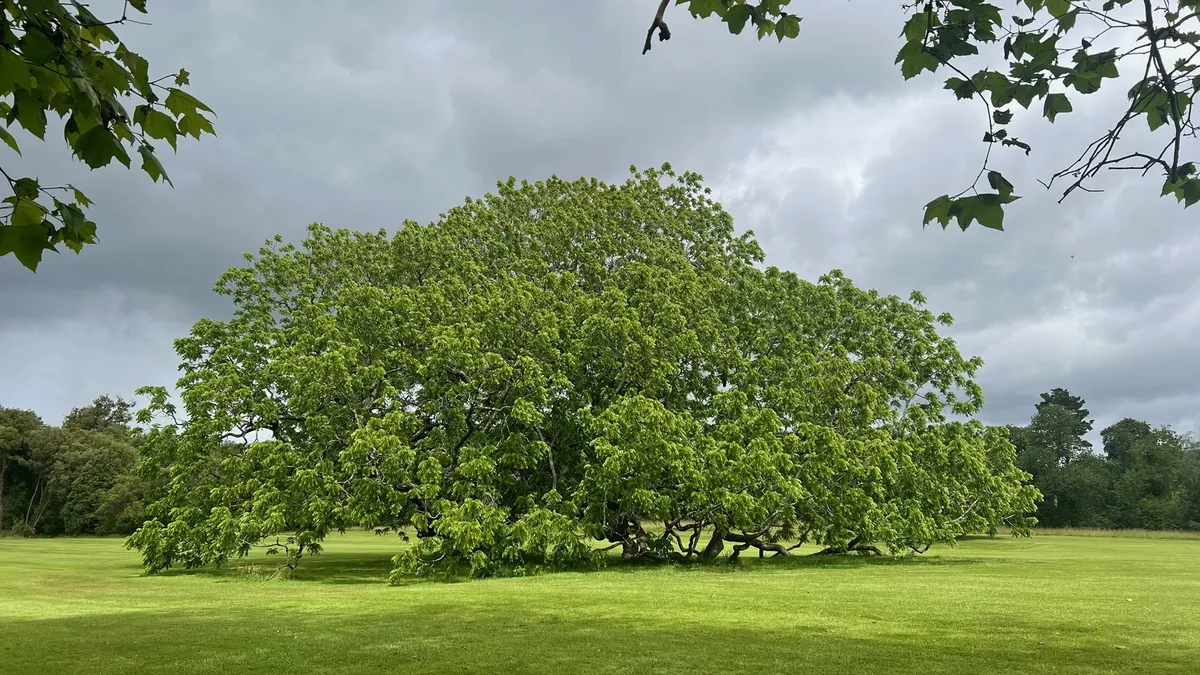 Huge black walnut tree on green grass
